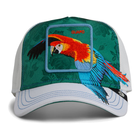 Honduras Macaw