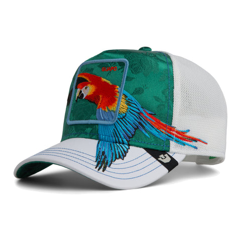 Honduras Macaw